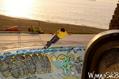 skate photo